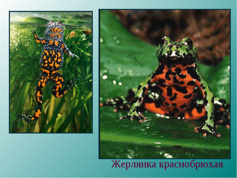 Лягушка жерлянка, описание и особенности содержания жабы