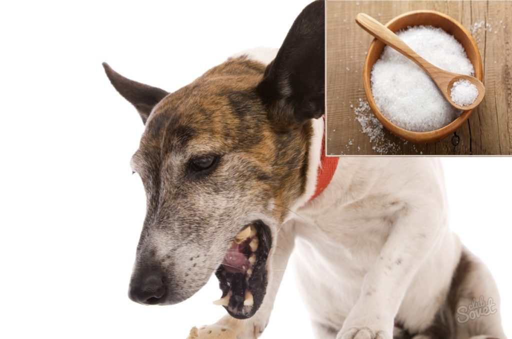 Собака отказывается от еды: причины, общие меры, анализы