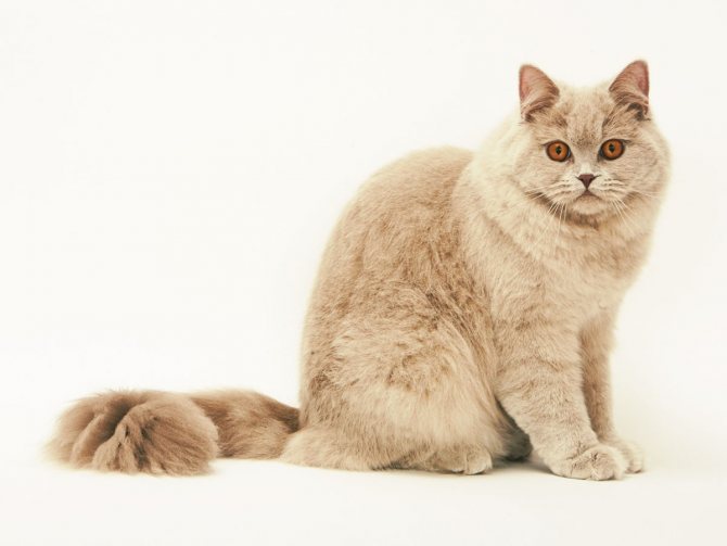 Британская длинношерстная кошка: характеристика породы, окрасы и стандарты породы (140 фото)