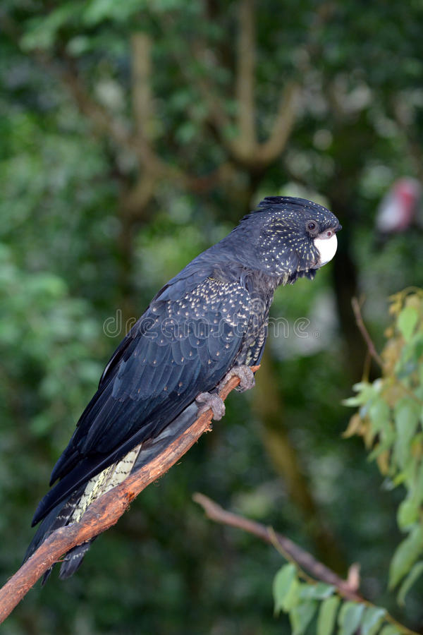 ???? попугай какаду: внешний вид, описание, разновидности