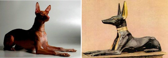 Фараонова собака: содержание дома, фото, купить, видео, цена