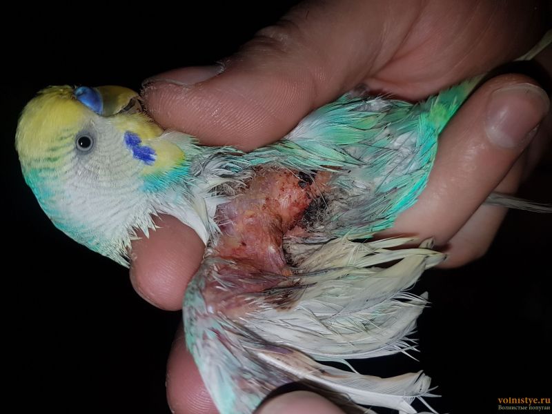 Лечение линьки волнистых попугаев