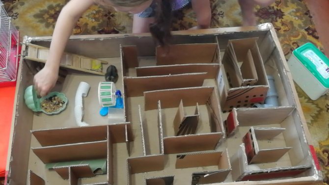 Клетка своими руками для хомяков: как сделать домик для питомца из подручных средств