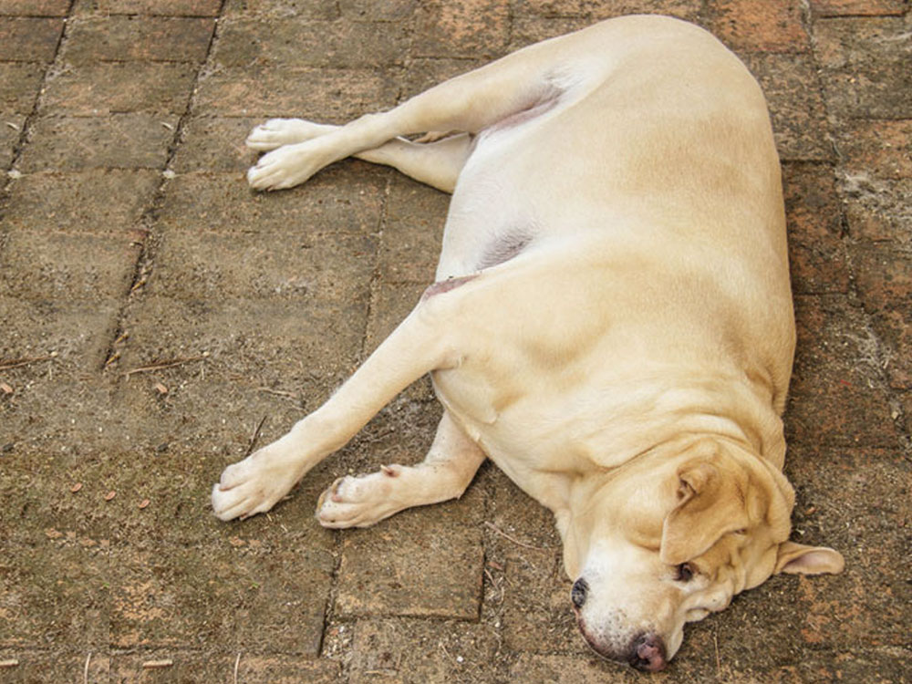 Можно ли лечить кишечную непроходимость у собак в домашних условиях без посещения ветеринара?