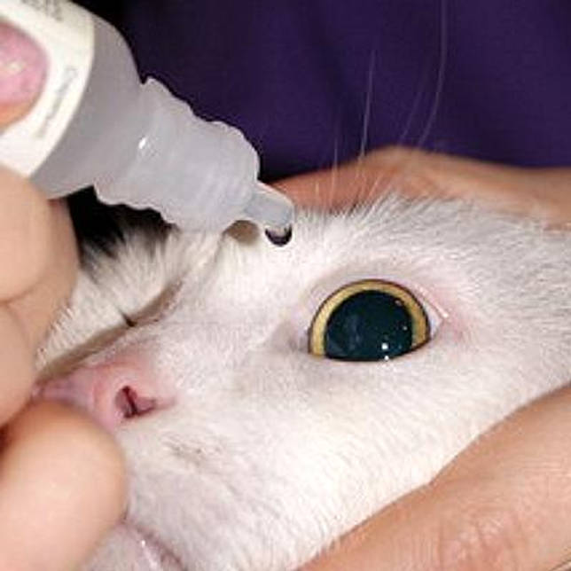 Глазные капли для кошек: обзор лучших препаратов и способов их применения для лечения глаз у кошек