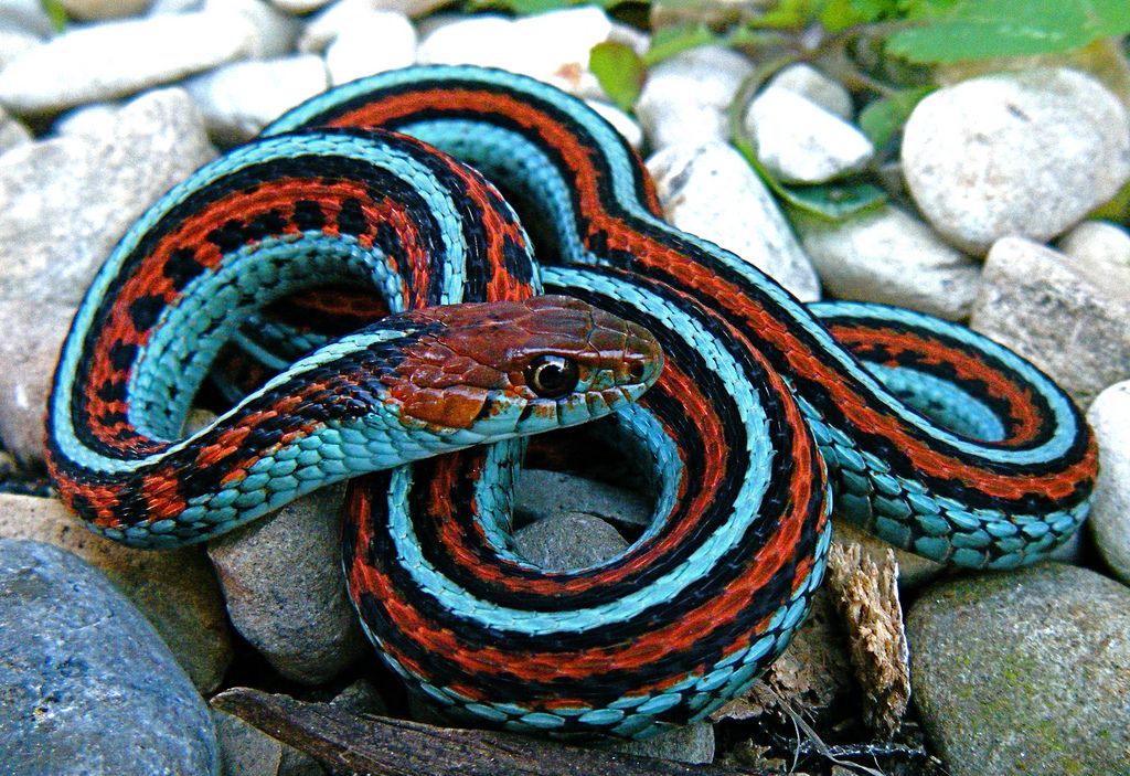Полоз: фото полоза и описание змеи. виды полозов с фотографиями
