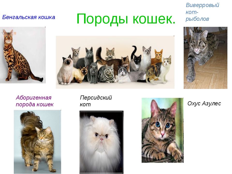 Самые редкие породы кошек в мире: название, описание, отличительные особенности внешнего вида и характера, фотографии