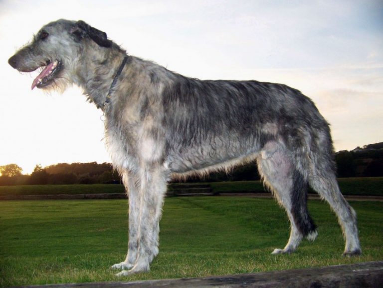 Русские породы собак волкодав