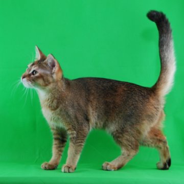 Чаузи (кошка): описание породы Ф1, Ф2, Ф3, Ф4, Ф5
