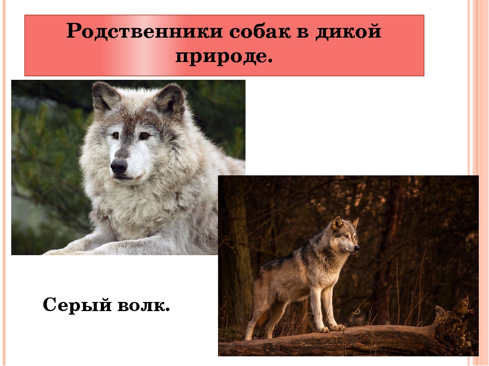 Как отличить щенка от волчонка
