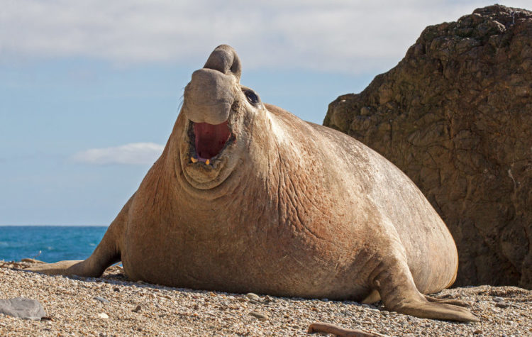Тюлень животное. образ жизни и среда обитания тюленя