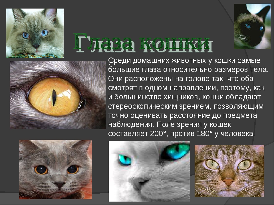 Кошки воспринимают людей как больших кошек. Зрение кошек. Мир глазами животных. Описание глаз кошки. Зрение глазами кошки.