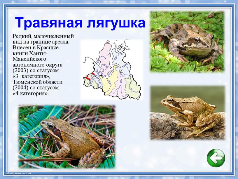 Травяная лягушка: описание, фото, ареал обитания, образ жизни, размножение