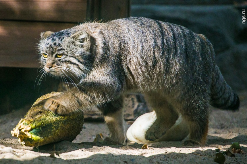 О содержании дальневосточного леопардового кота в домашних условиях