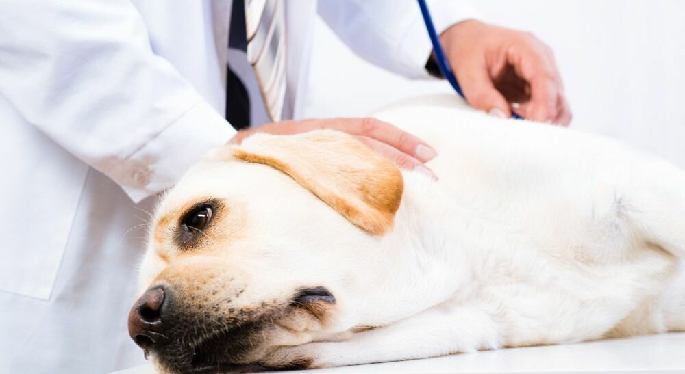 Сотрясение мозга у собаки: симптомы, диагностика, лечение, последствия | блог ветклиники "беланта"
