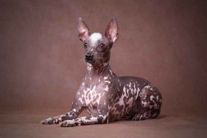 Породы лысых (голых) собак: названия, описание и фото