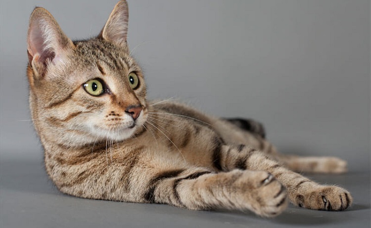 Канаани кошка : содержание дома, фото, купить, видео, цена