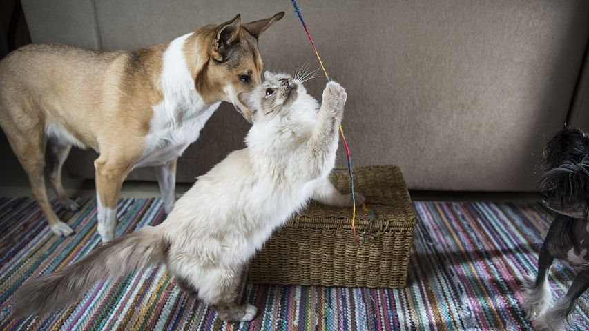Как подружить кота и кошку в одной квартире между собой