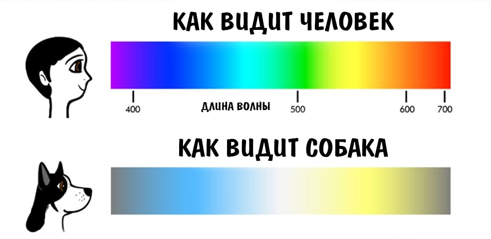 Как видят собаки цвета | фото, окружающий мир, какое зрение