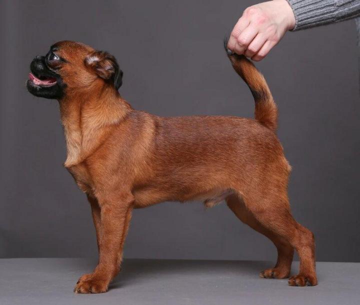 Пти-брабансон фото, описание собаки и минусы породы, питомники, отзывы