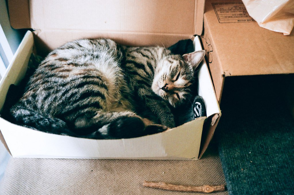 Почему коты и кошки любят коробки и пакеты