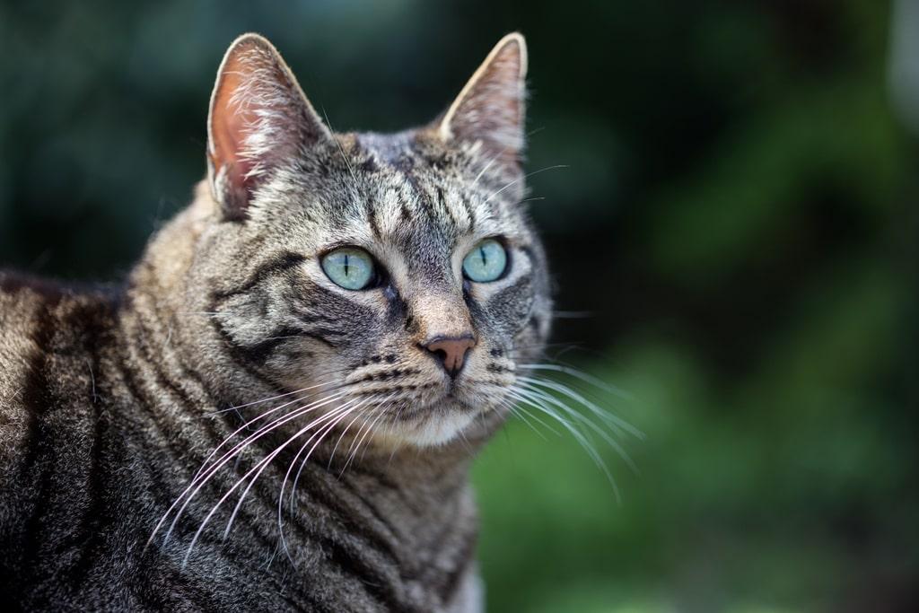 Бразильская короткошерстная кошка: описание породы и особенности содержания