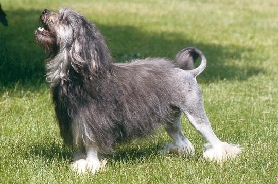 Уиппет — фото, описание породы и характера собаки, отзывы владельцев