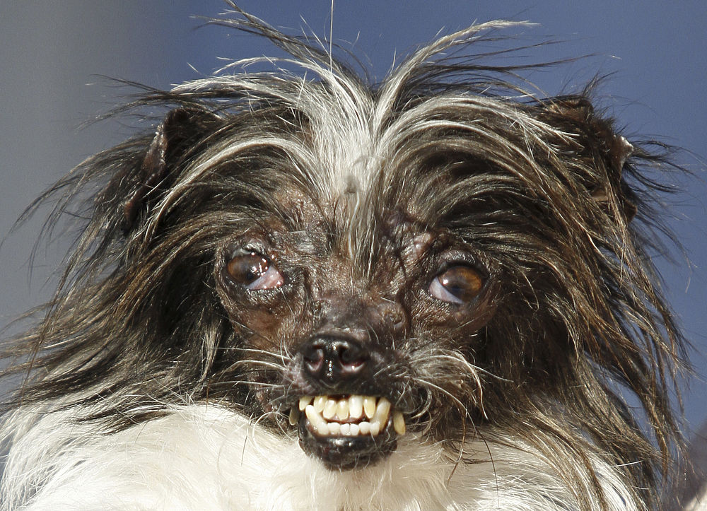 Самые страшные собаки в мире. самая уродливая собака в мире обрела культовый статус (фото) китайская хохлатая по кличке сэм