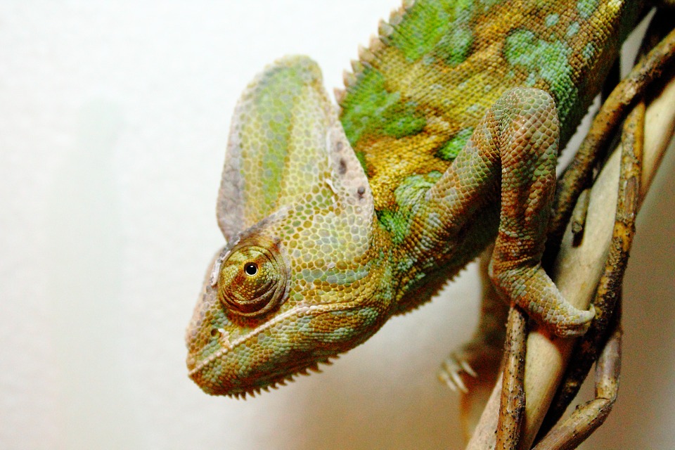 Хамелеон шлемоносный (вуалевый) = chameleo calyptratus хамелеон chamaeleonidae gray, 1825 = хамелеоны