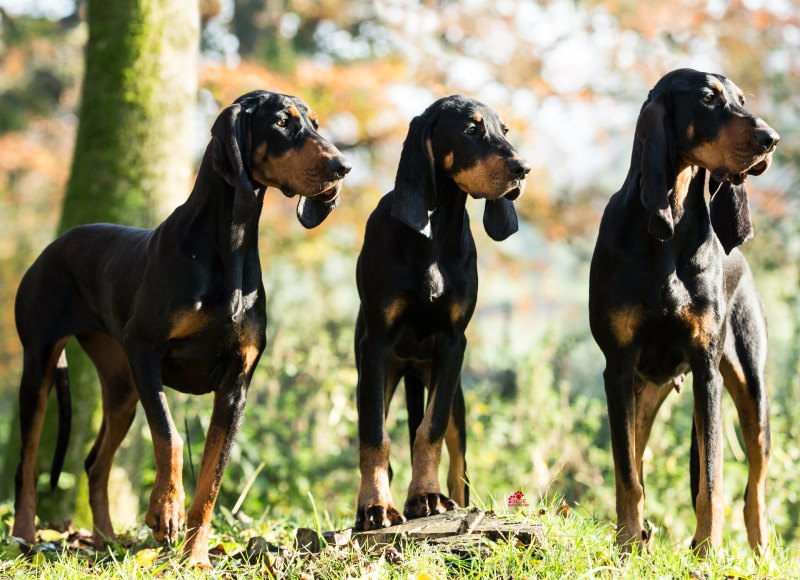 Черно-подпалый кунхаунд — характеристика и фото породы | все о собаках