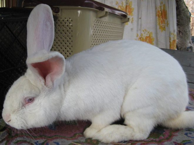 Кролик белый великан: описание породы, фото, продуктивность, содержание, отзывы