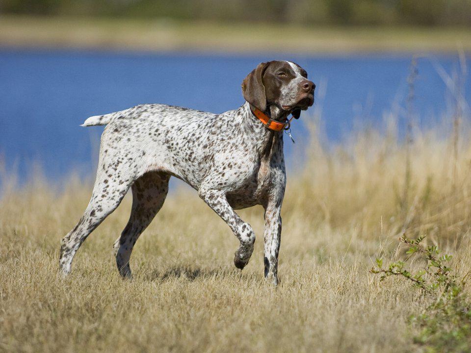 Собаки породы курцхаар: здоровье, уход, характер | блог ветклиники "беланта"
