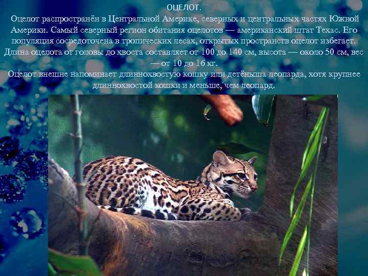 Описание дикого лесного кота с фото: особенности, образ жизни и среда обитания животного