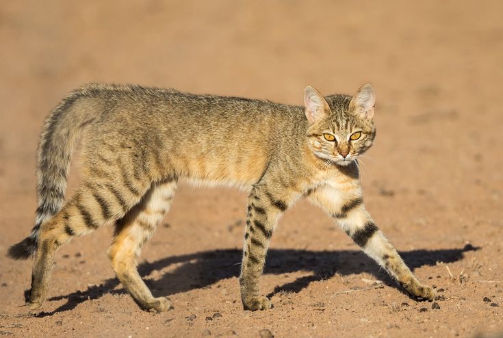 Славные потомки африканских диких котов – ангорские кошки | блог ветклиники "беланта"