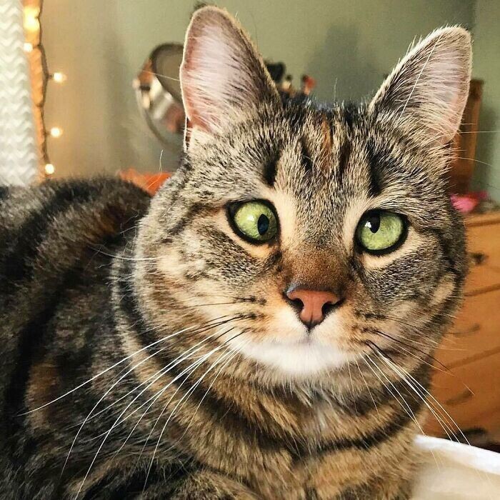 Кошка с раскосыми глазами порода