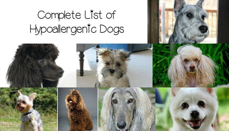 Гипоаллергенные собаки маленьких пород: список с фото, для дома, квартиры