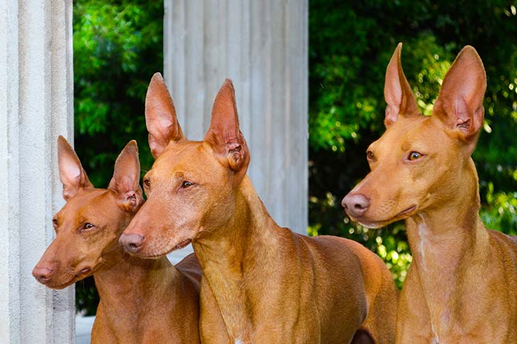 Описание породы собак чирнеко дель этна с отзывами владельцев