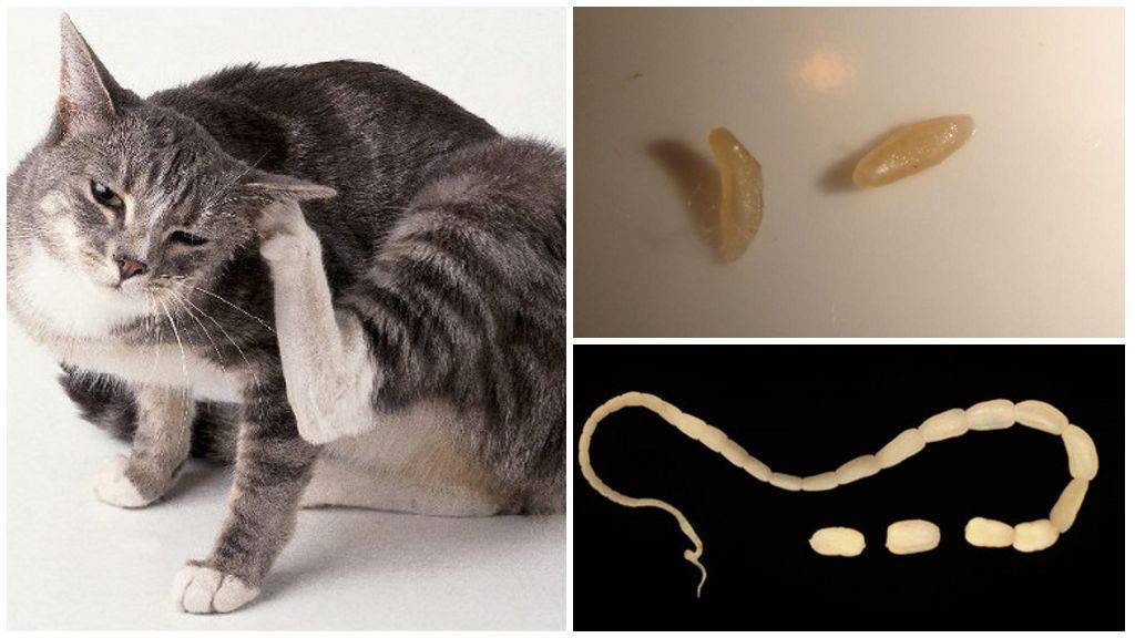 Глисты у кошек: симптомы, причины, способы лечения в домашних условиях и в ветеринарных клиниках.
