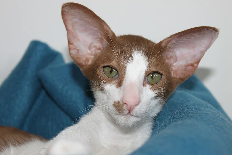 Кошки с большими ушами: список и название пород, описание, фото