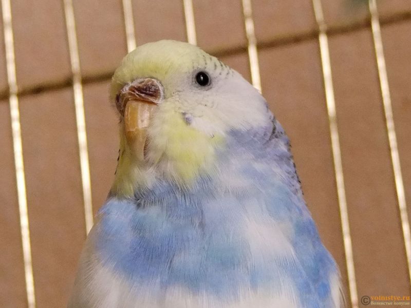 Восковица у волнистого попугая: какие болезни можно определить