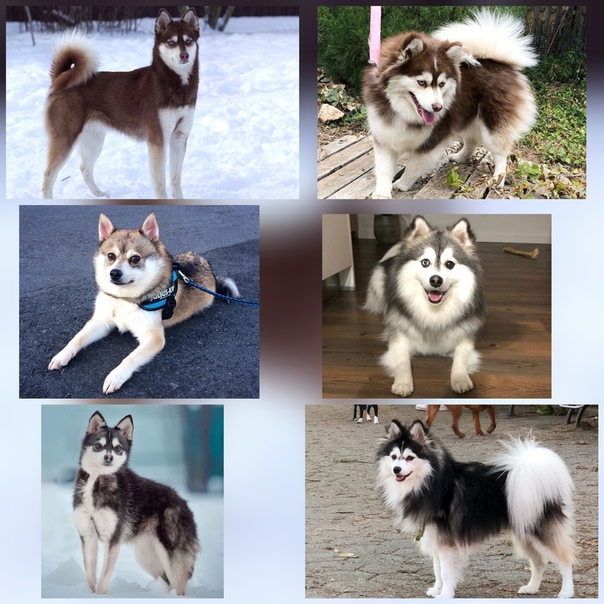 Сиба-ину: все о собаке, фото, описание породы, характер, цена