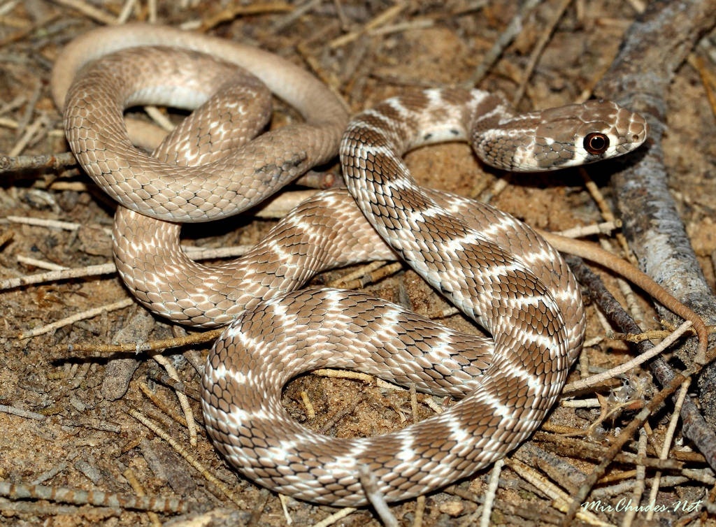 Белая змея -техасский полоз и альбиносы в мире рептилий, описание, особенности