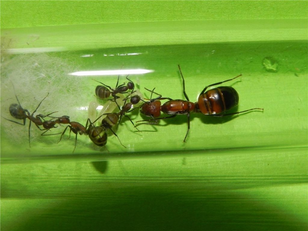 Camponotus nicobarensis | клуб любителей муравьев