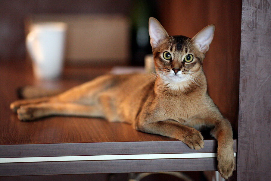 Каракет: гибридная порода кошек похожих на рысь