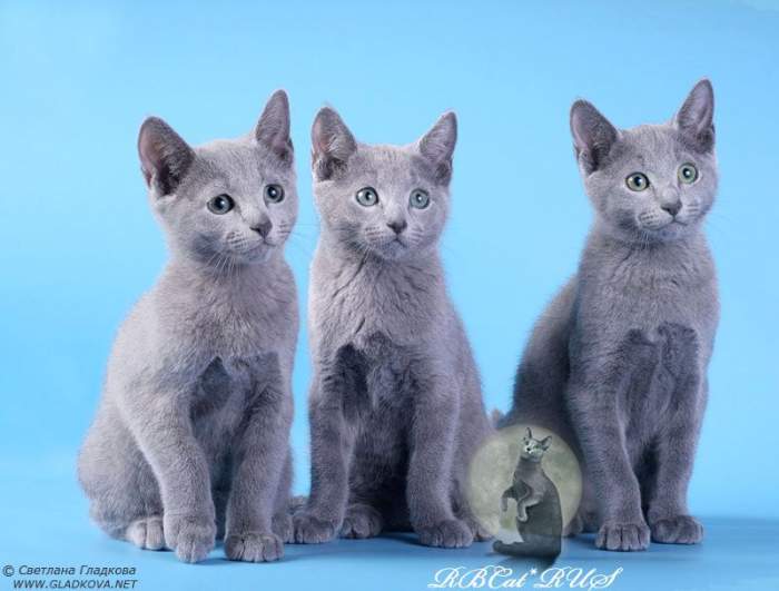 Русско голубая кошка с желтыми глазами порода