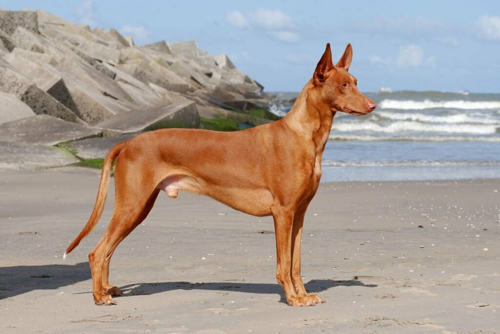 Фараонова собака - 115 фото внешнего вида и особенностей содержания