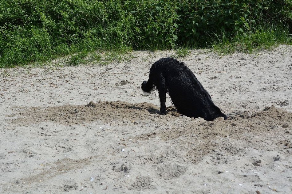 Как отучить собаку рыть ямы во дворе. собака роет ямы во дворе – как перевоспитать животное чему собака роет ямы во дворе - новая медицина