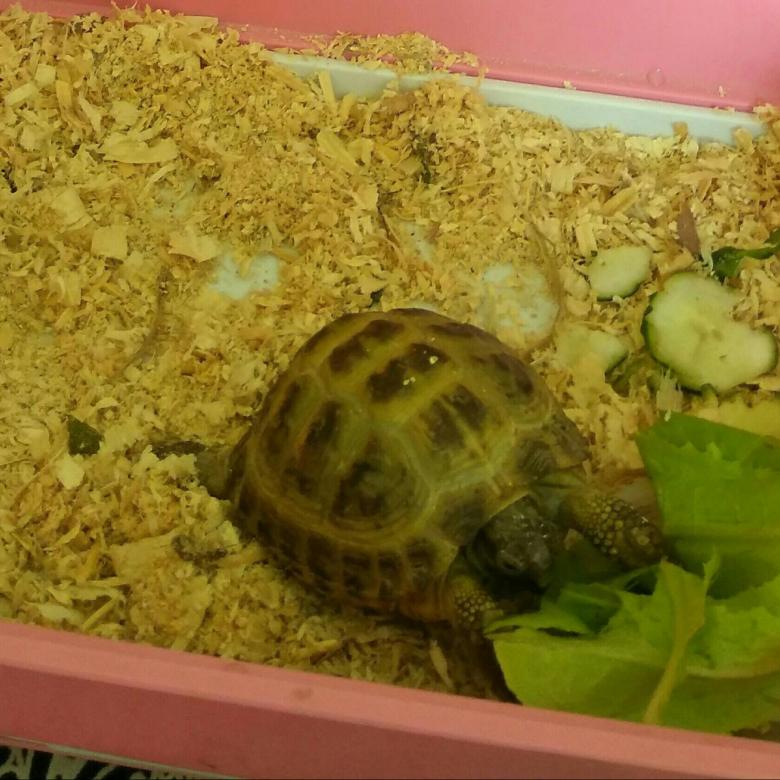 Что в домашних условиях едят черепахи: чем кормить сухопутных и водных черепашек
