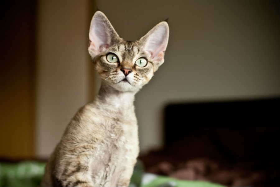 Девон-рекс: порода кошек, описание стандарта, особенности содержания, цена, фото + отзывы владельцев