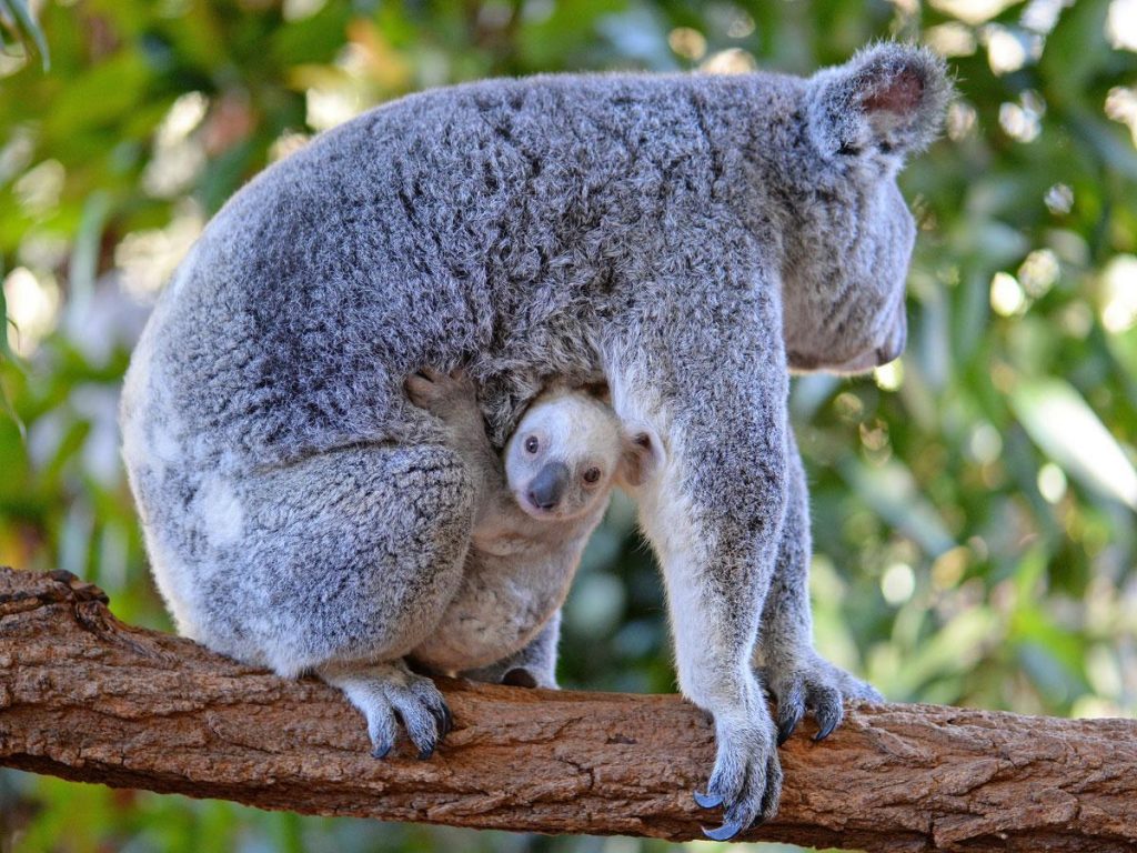 Сумчатые млекопитающие на сайте игоря гаршина. австралийский кенгуру и американский опоссум